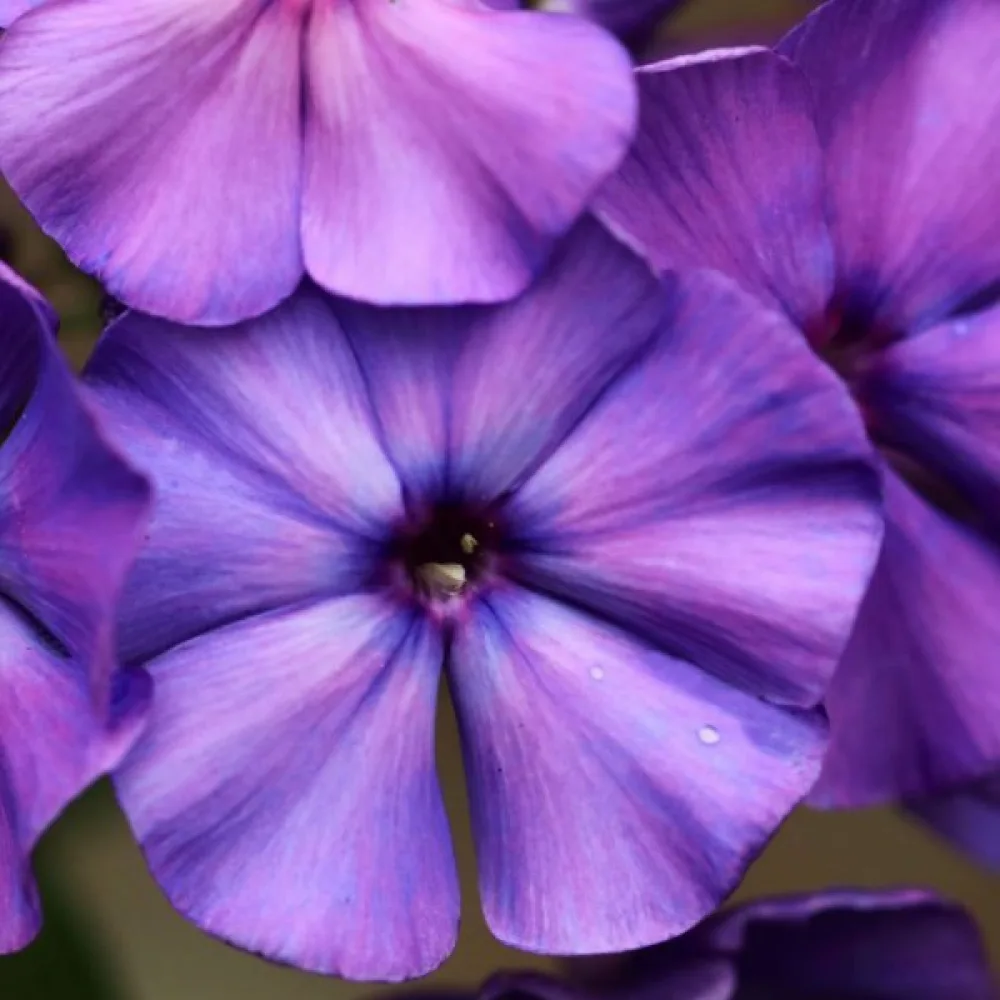Kesäleimu 'Beauty Violet'