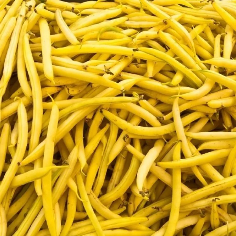 Tarhapapu 'Goldpantera'