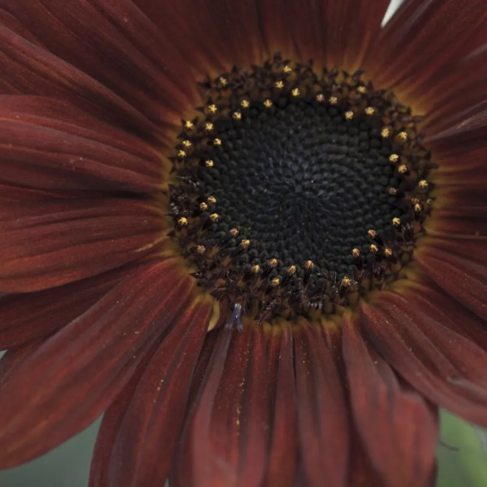 Auringonkukka 'Red Sun'
