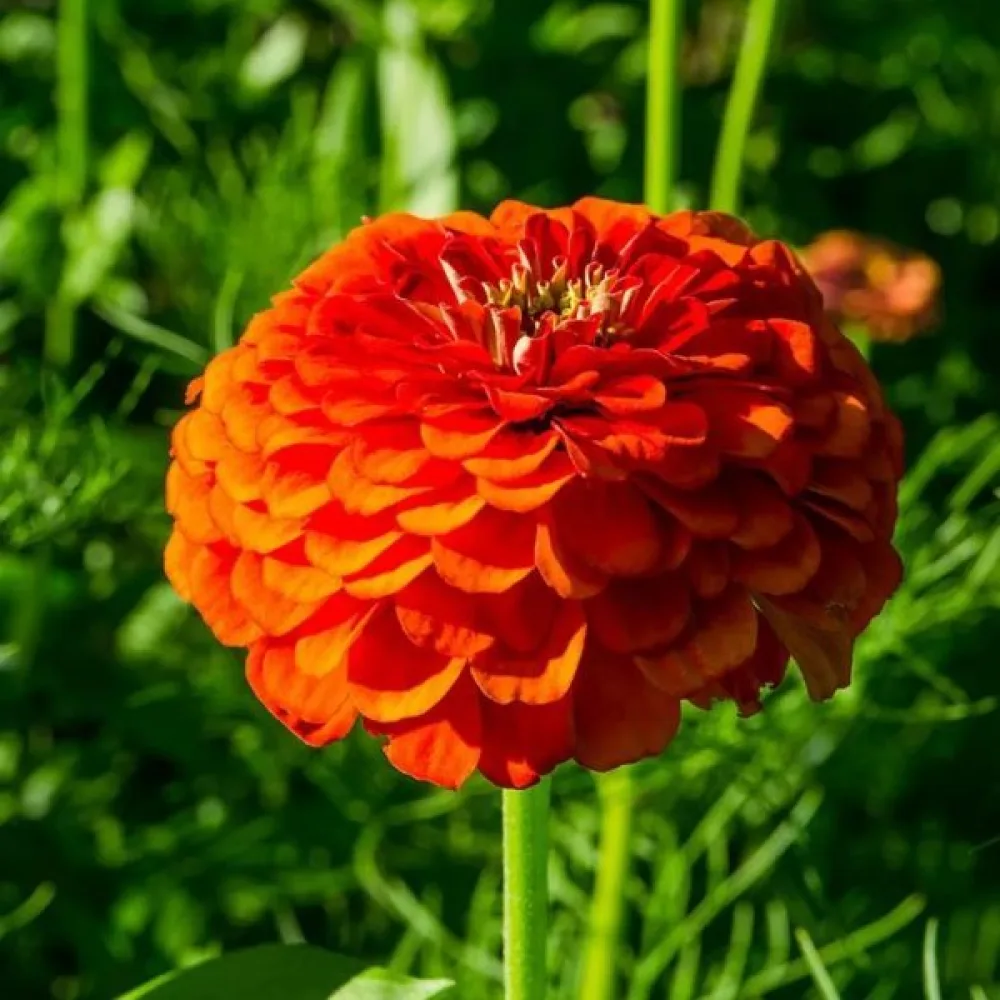 Tsinnia 'Orange King'