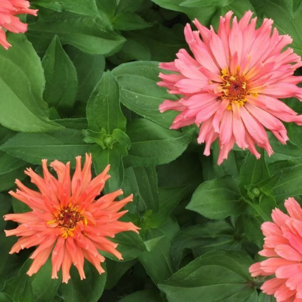 Tsinnia 'Burpeeana' (sekoitus)