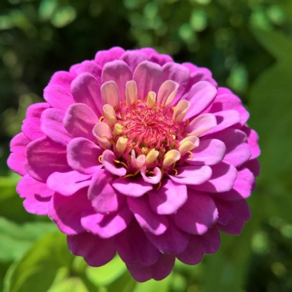 Tsinnia 'Violet Queen'