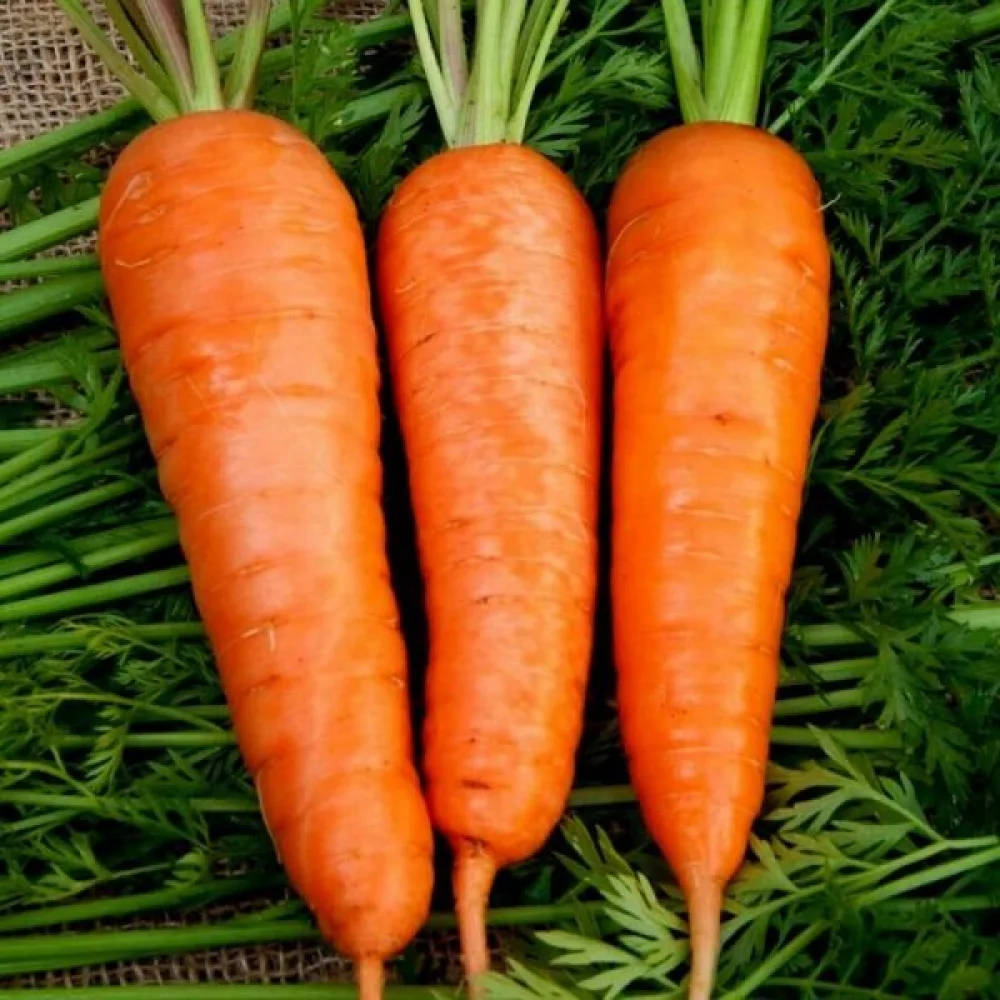 Porkkana 'Flacoro'
