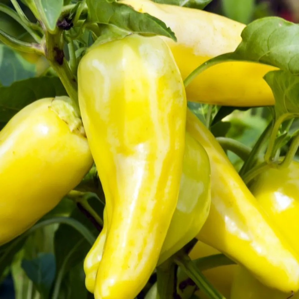 Paprika 'Sweet Banana'
