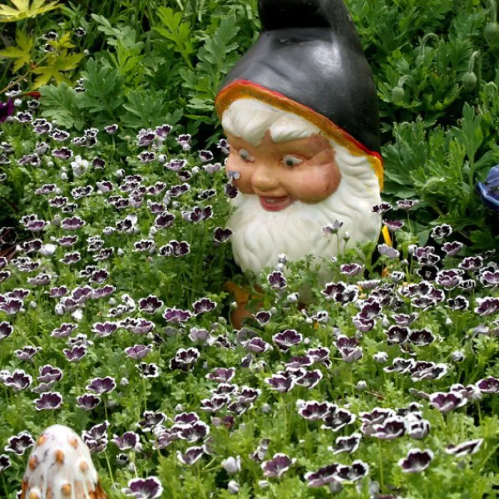 Nemophila – lajisekoitus