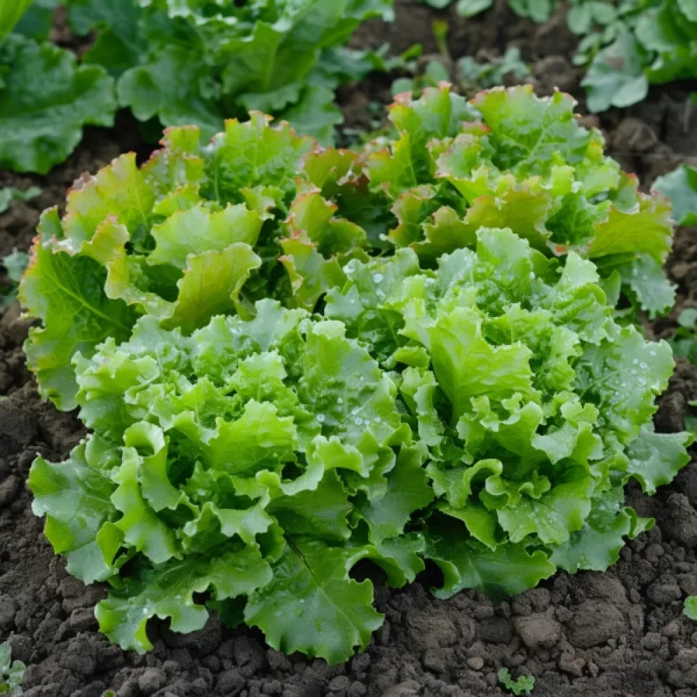 Salaatti 'Muleta'