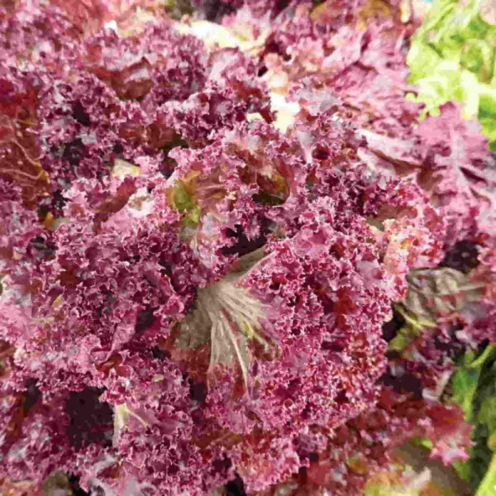 Salaatti 'Red Salad Bowl' versoiksi