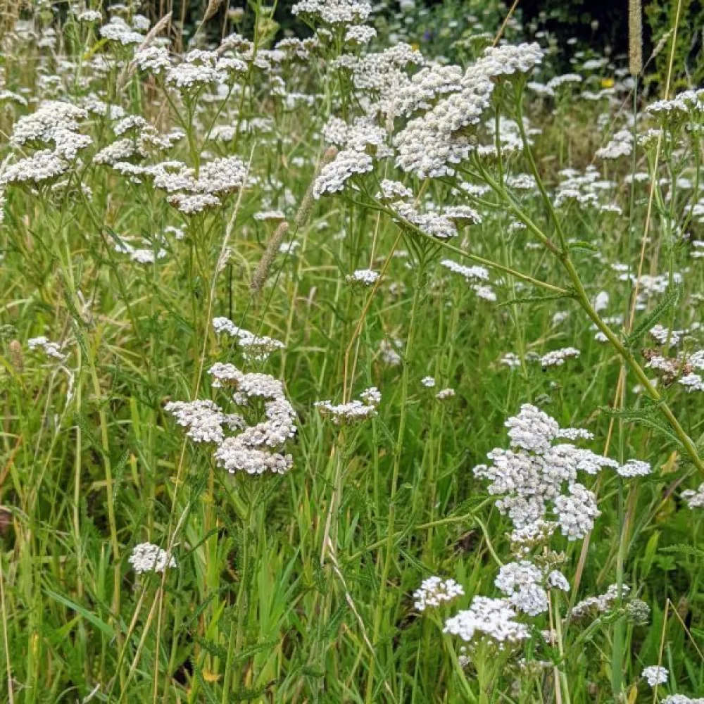 Siankärsämö Achillea millefolium