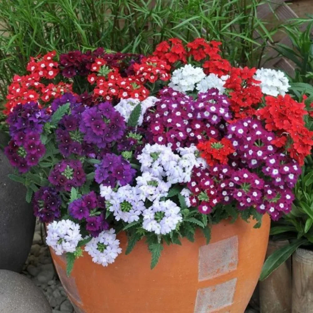 Riippuverbena (sekoitus)