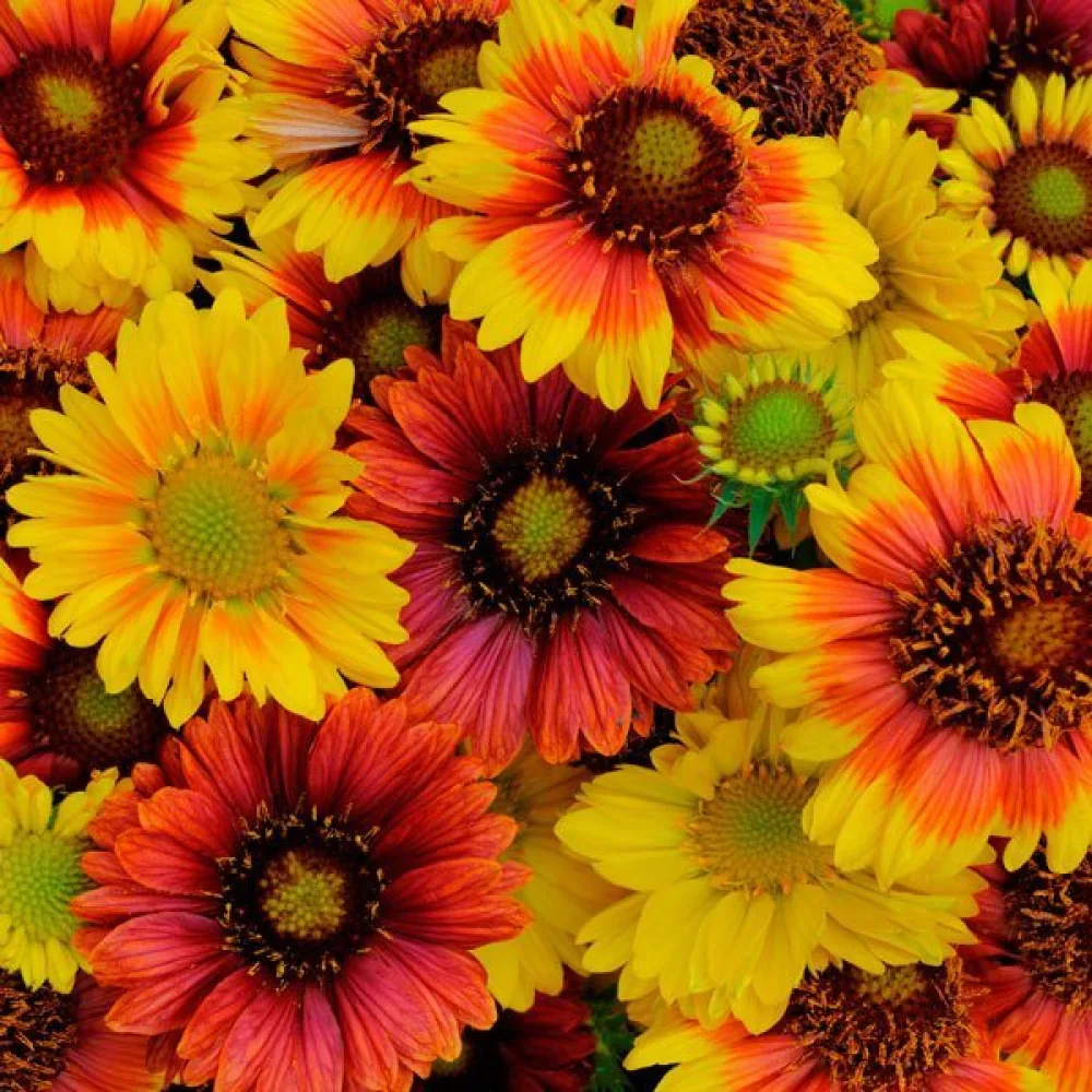 Kokardikukka Gaillardia pulchella, yksinkertainen, sekoitus