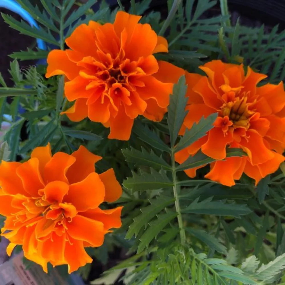 Ruusukesamettikukka 'Boy Orange'