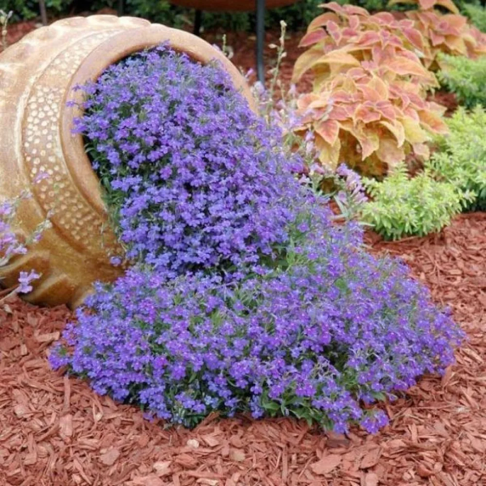Sinilobelia 'Blue Carpet'