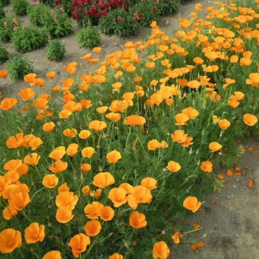 Kaliforniantunikko 'Orange King'