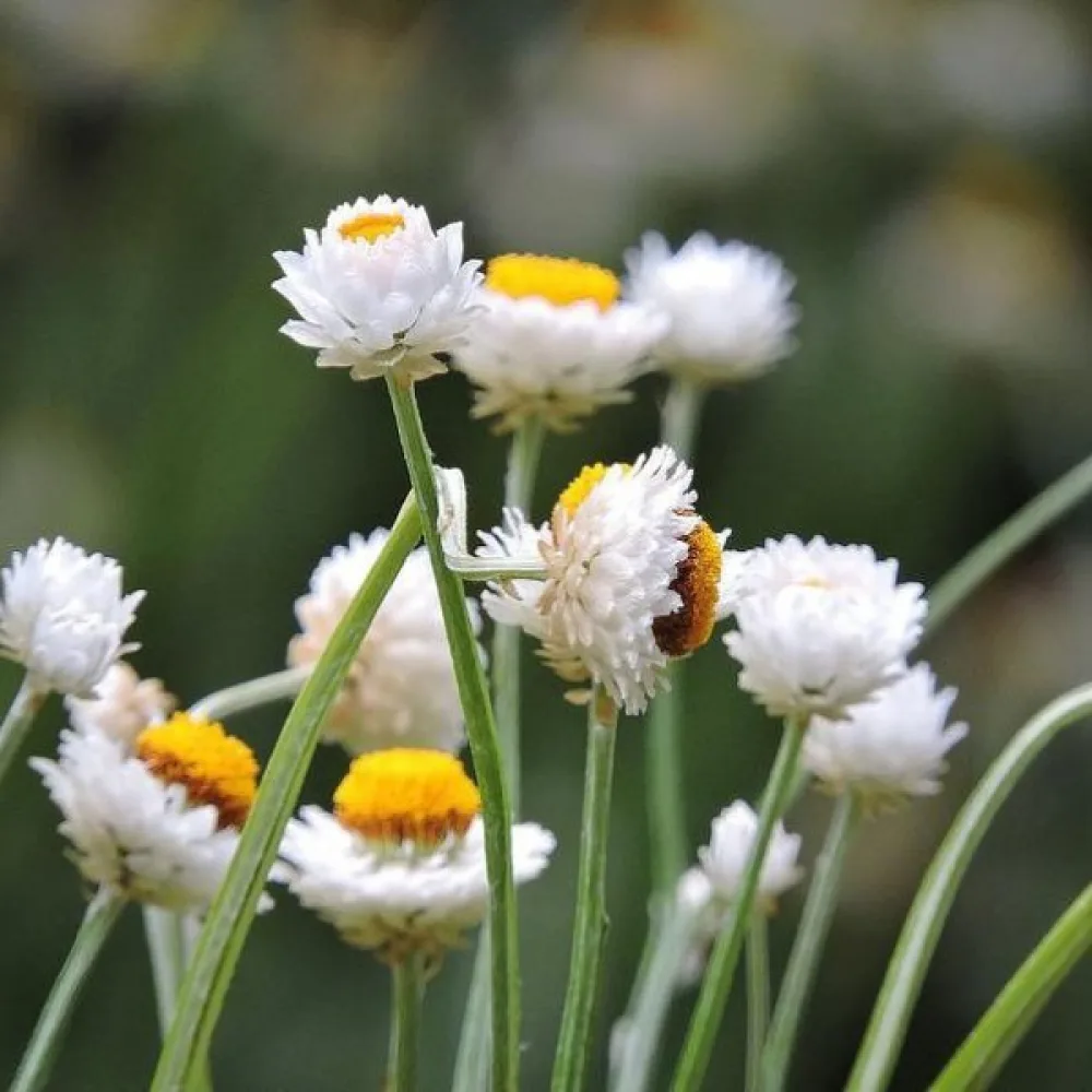 Ammobium, isokukkainen, valkoinen