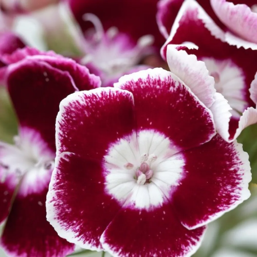 Harjaneilikka 'Auricula-Eyed' – sekoitus