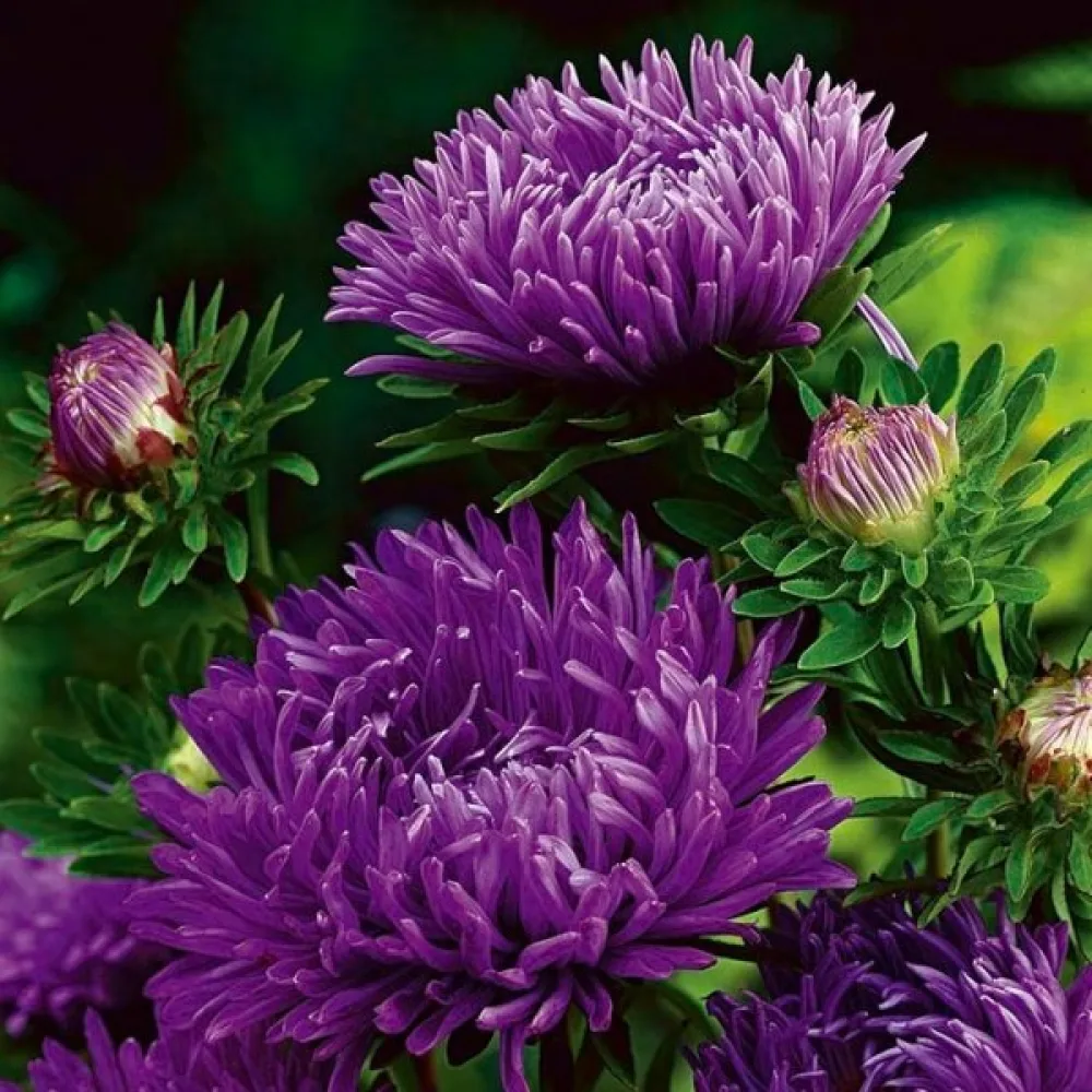 Kesäasteri – pionikukkainen, violetti