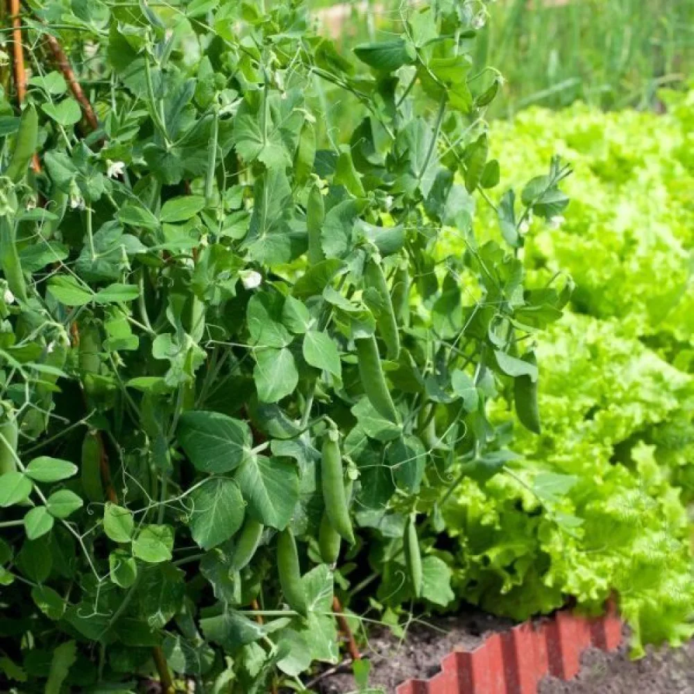 Tarhaherne 'Rondo'