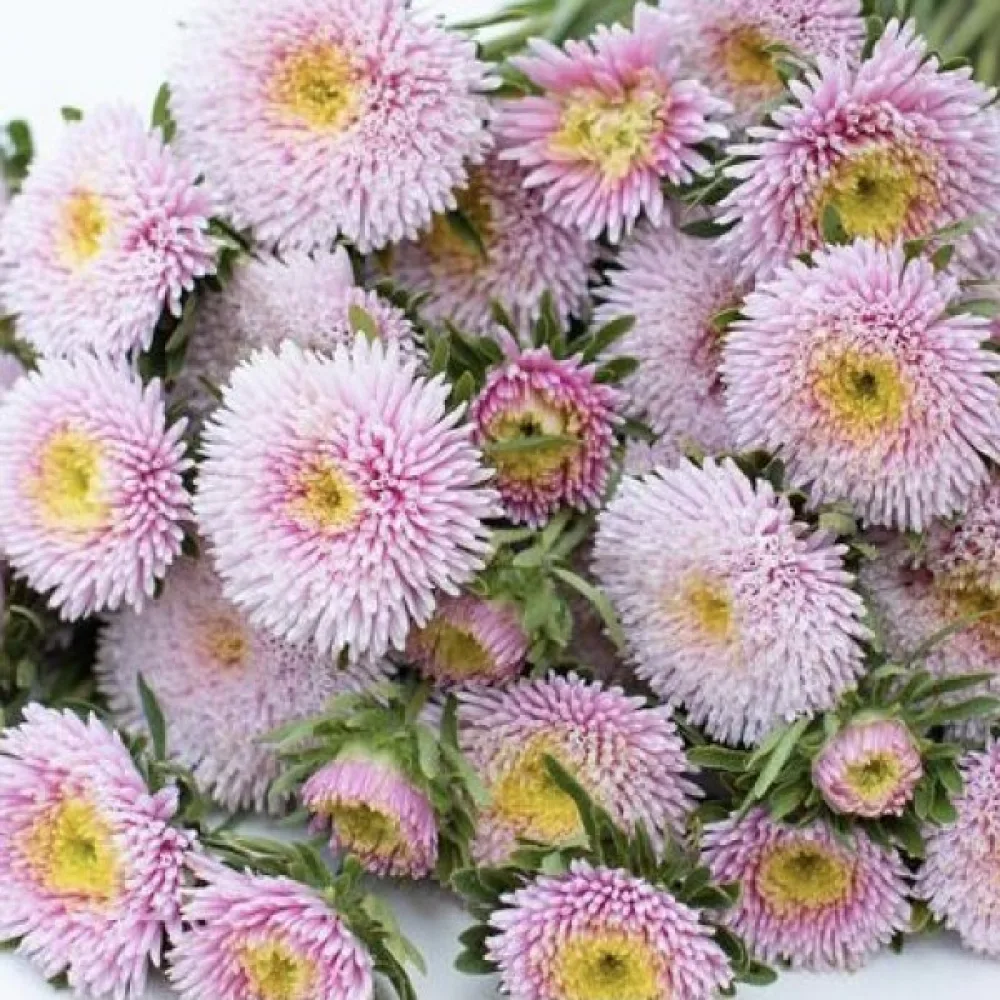 Kesäasteri Pompon – vaaleanroosa