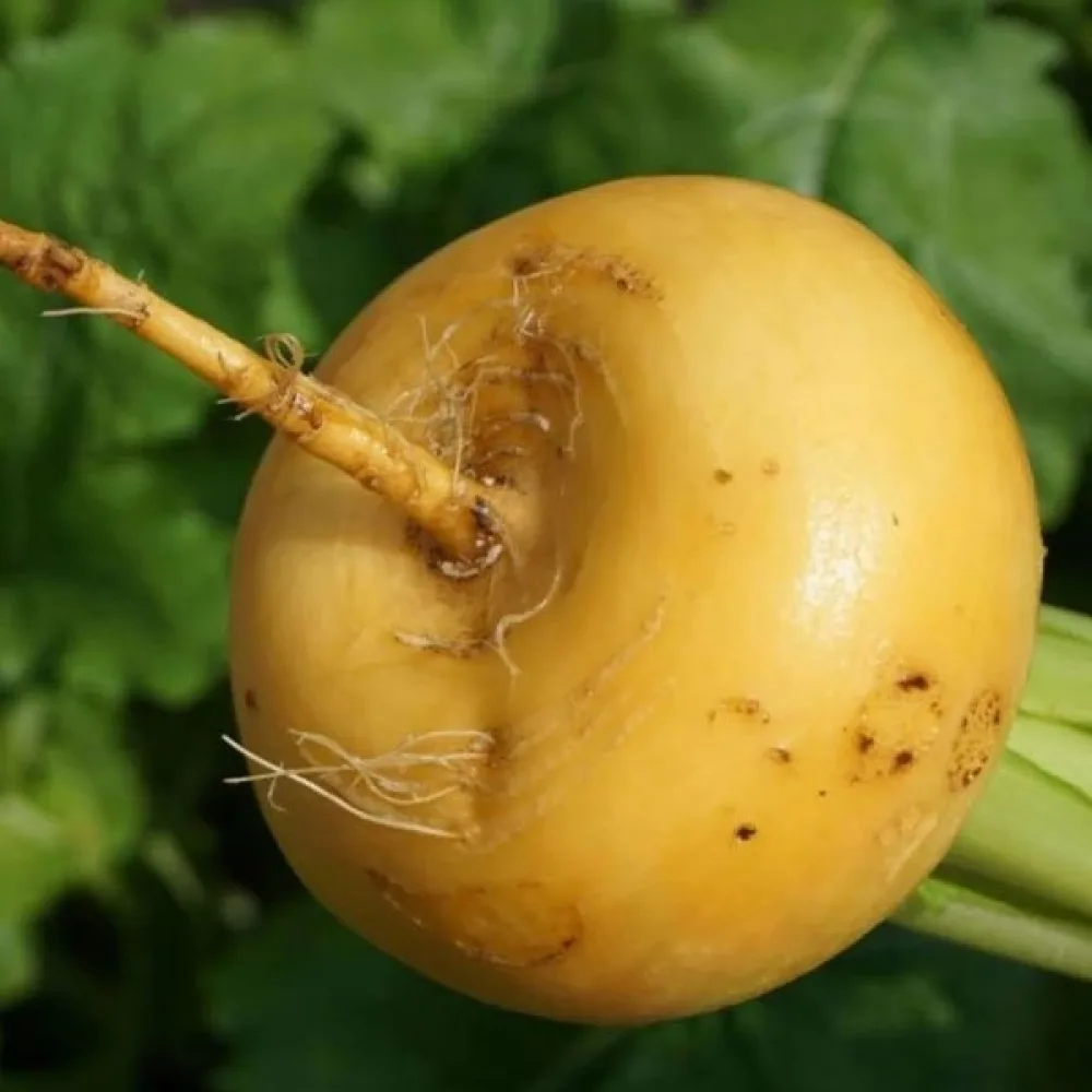 Nauris 'Golden Ball'