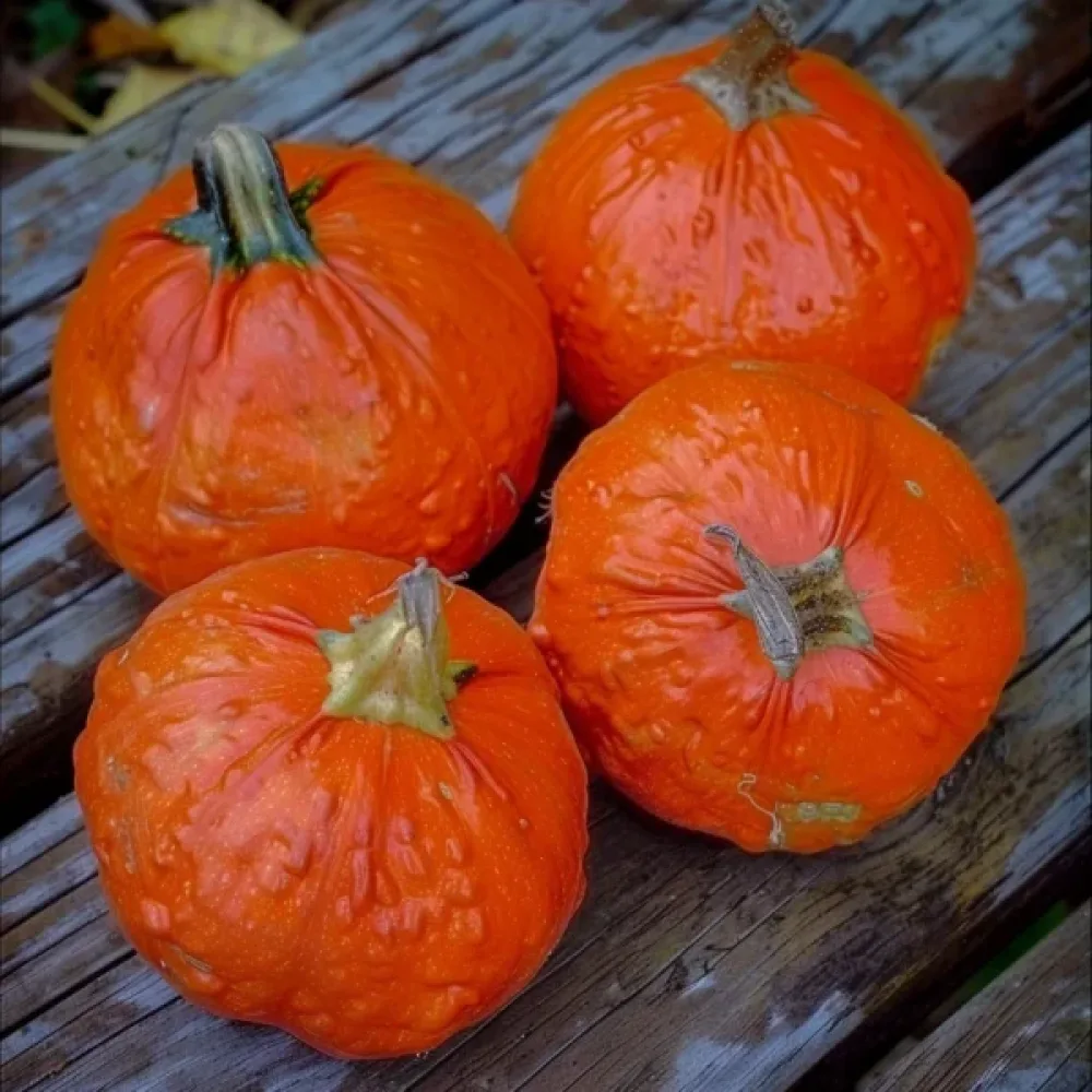Turbaanikurpitsa 'Mini Red'