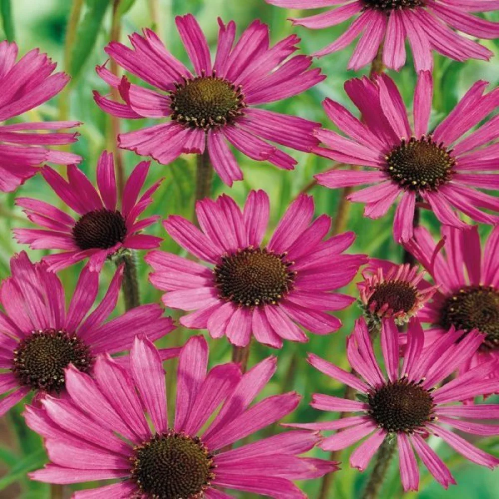 Kaunopunahattu Echinacea purpurea, vaaleanpunainen