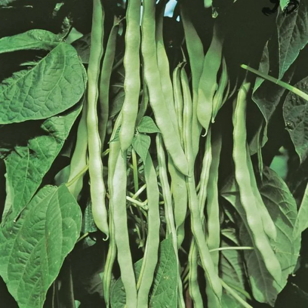 Salkopapu 'Hilda'
