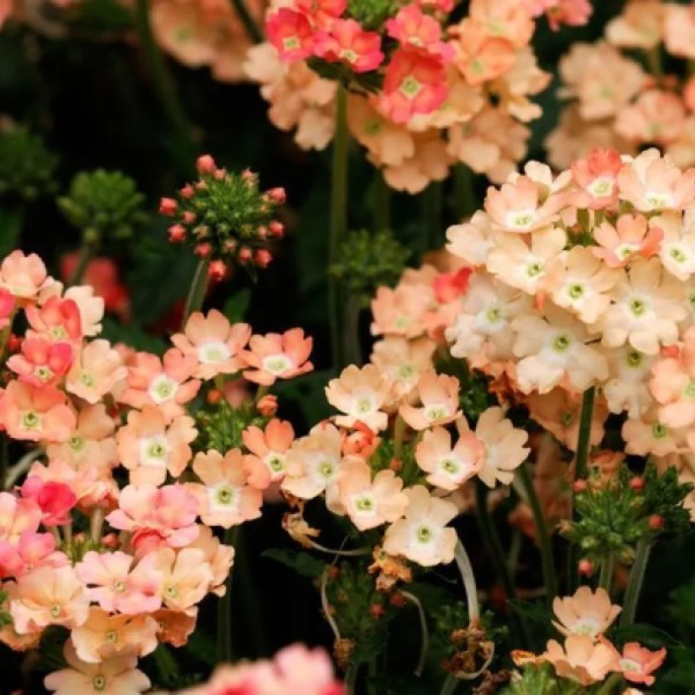 Tarhaverbena 'Peaches & Cream'