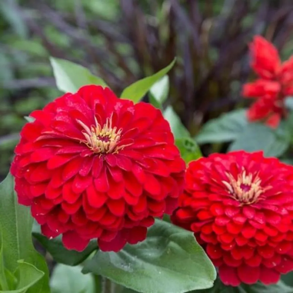 Tsinnia 'Cherry Queen'