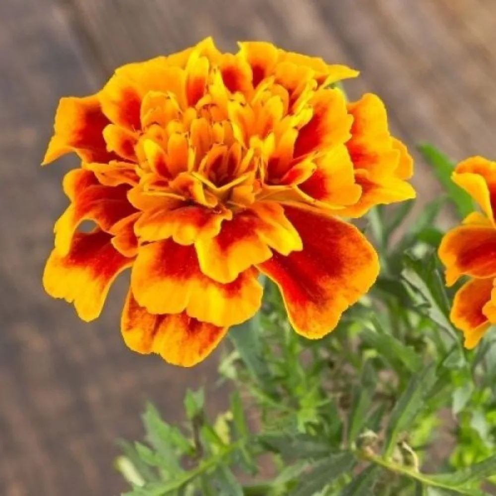 Ruusukesamettikukka 'Yellow Brocade'