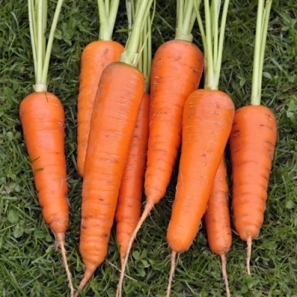 Porkkana 'Royal Chantenay 2'