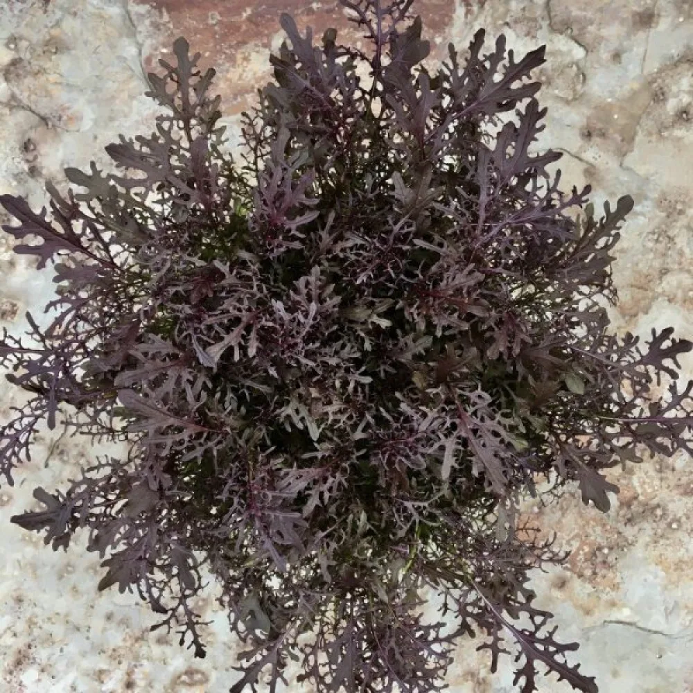 Sareptansinappi 'Frilly Red' versoiksi