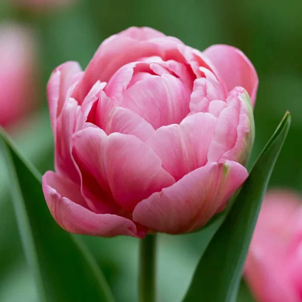 Tulppaani 'Amazing Grace'