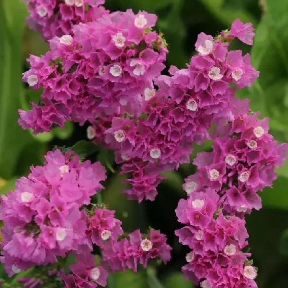 Limonium sinuatum – vaaleanroosa