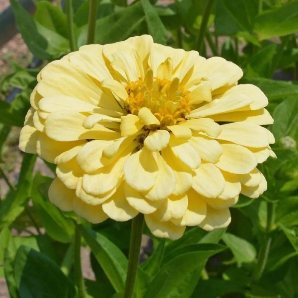 Tsinnia 'Isabellina'