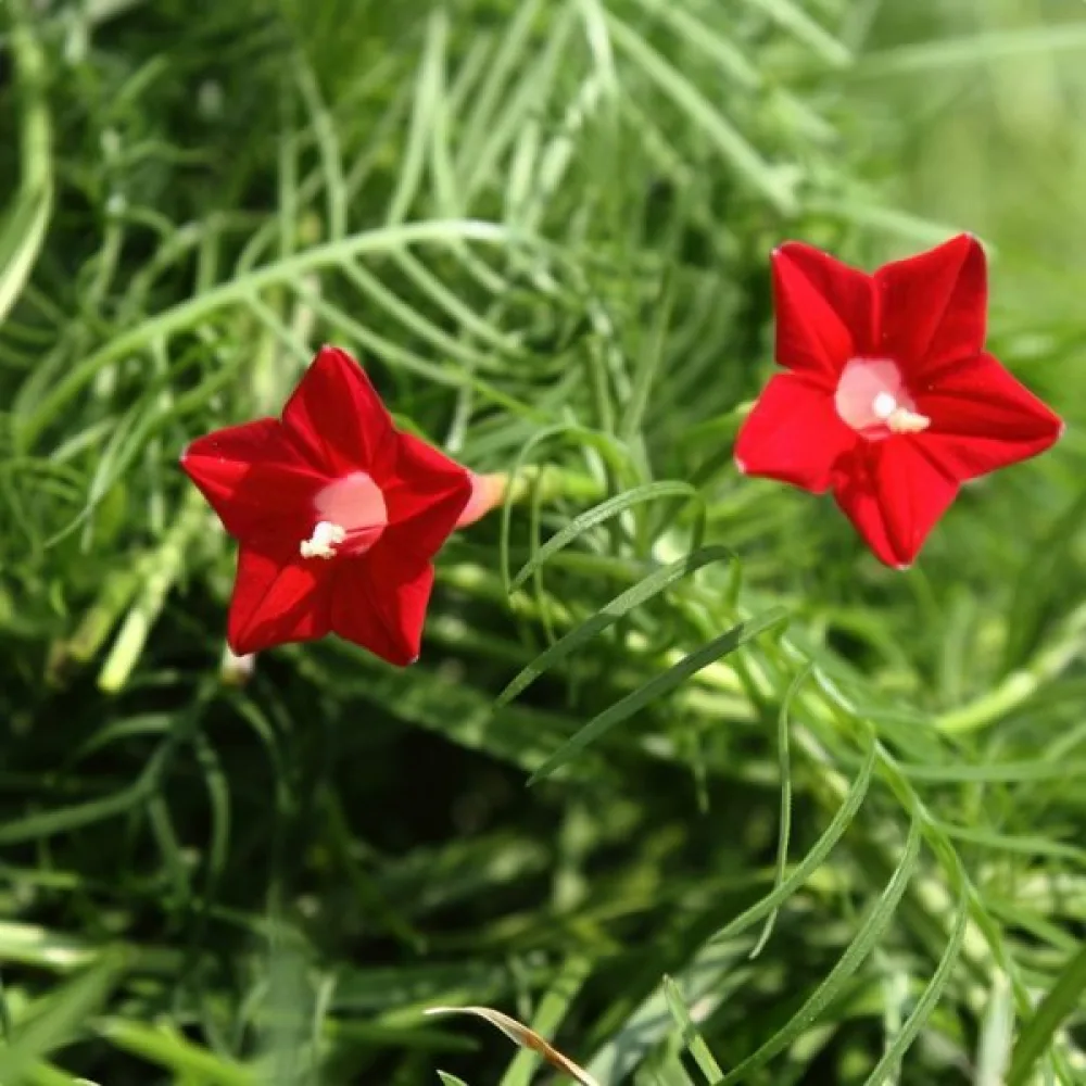Sypressiköynnös Ipomoea pennata – punainen