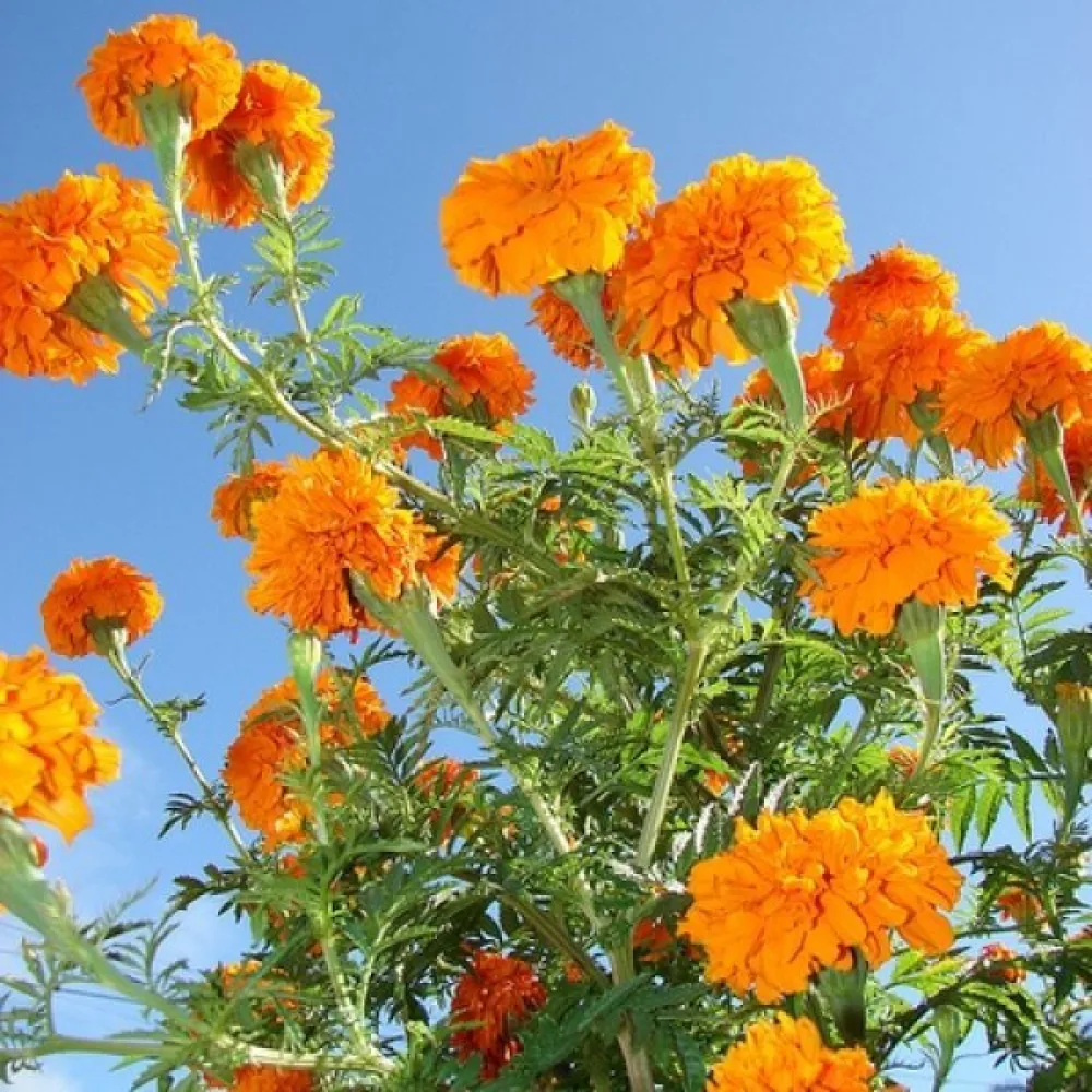 Kookossamettikukka 'Cupid Orange'