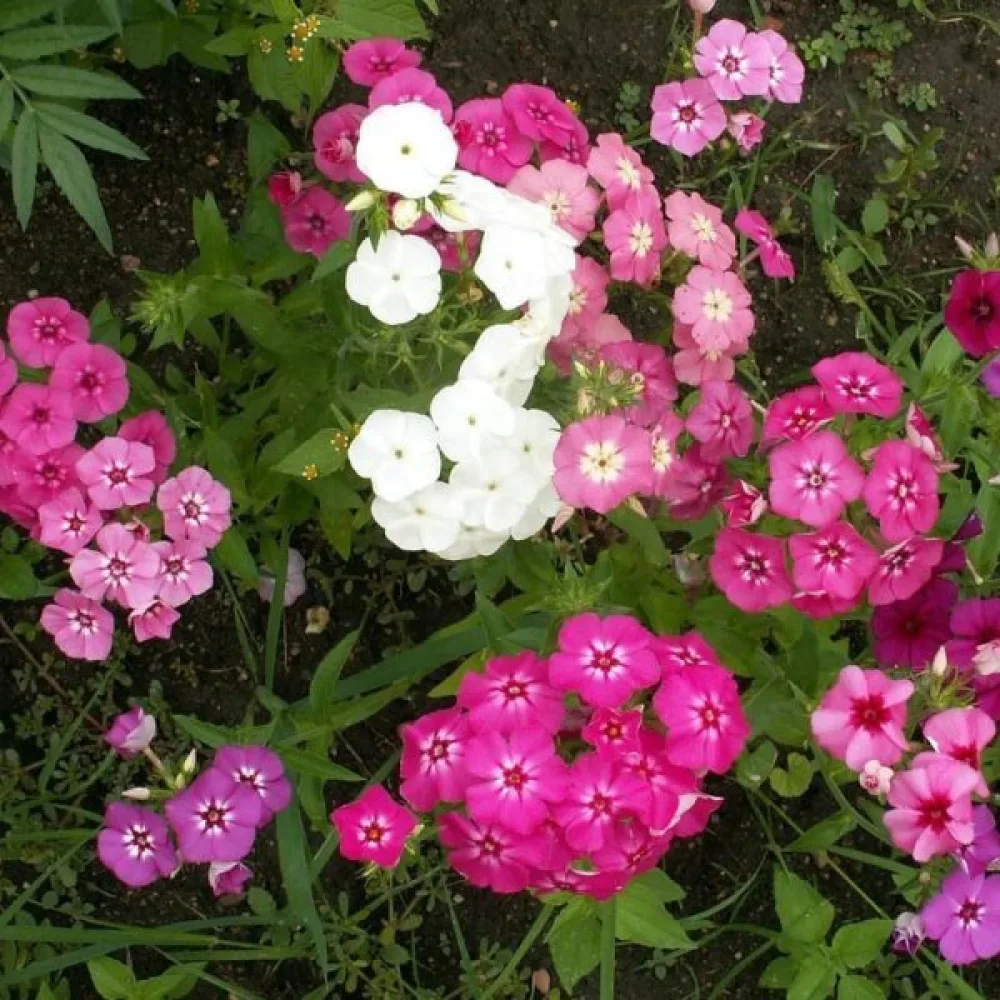 Kesäleimu 'Beauty', sekoitus