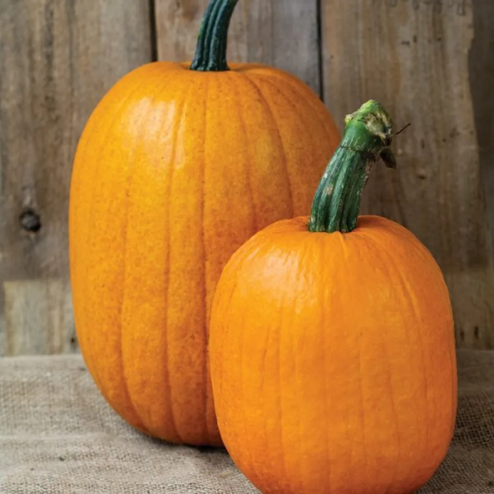 Kurpitsa 'Jack Lantern'