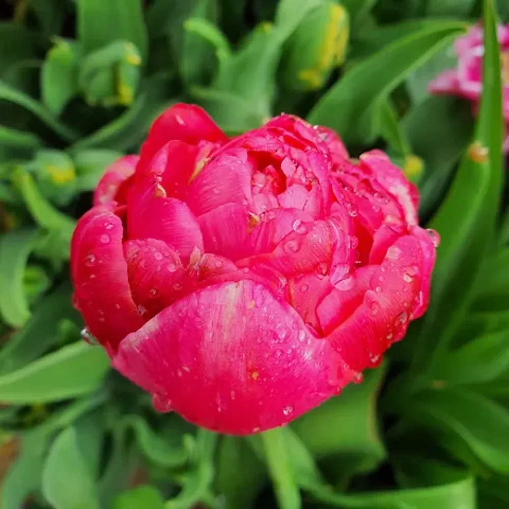 Tulppaani 'Renown Unique'