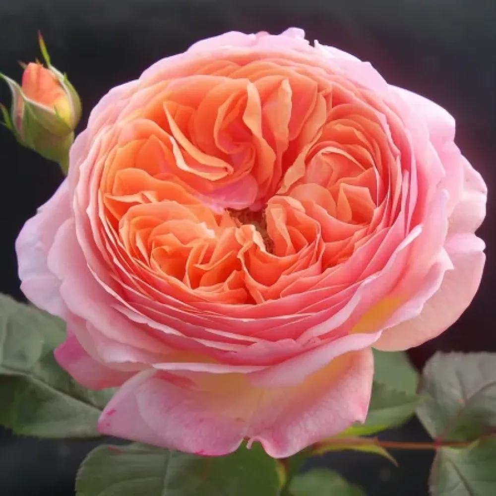 Ruusu 'Pearl Rose'