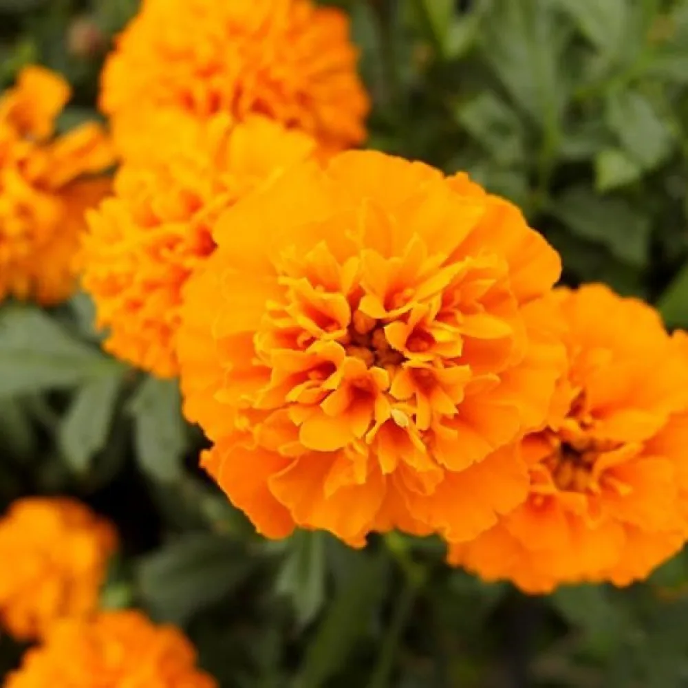 Kookossamettikukka 'Sunshine'