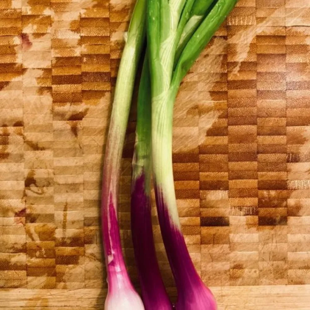 Kevätsipuli 'Commune Rouge'