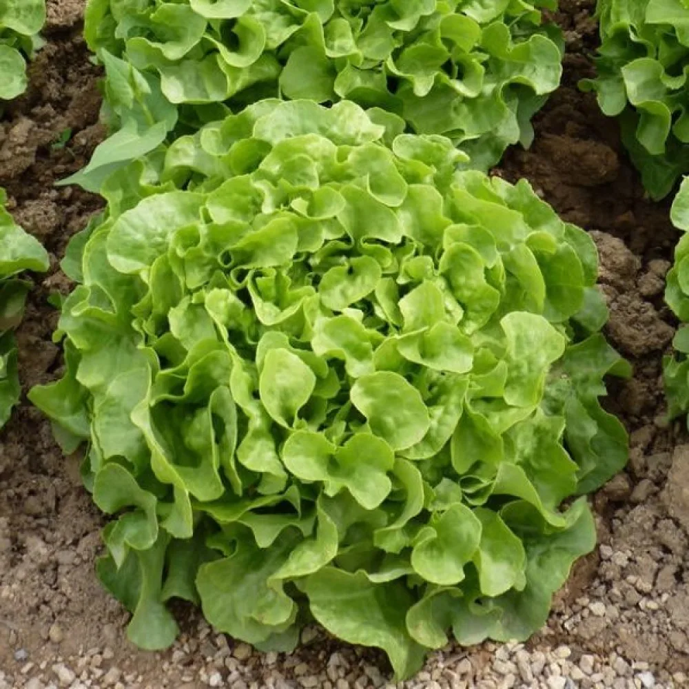 Salaatti 'Grunetta'