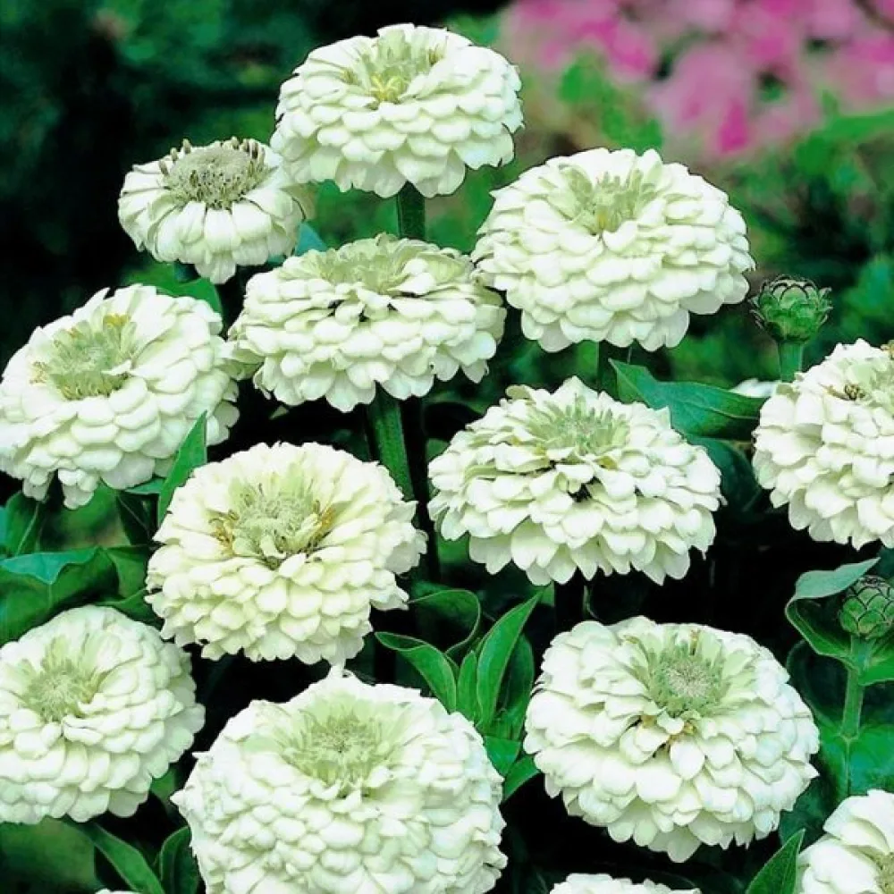 Tarhatsinnia 'Lilliput White Gem'
