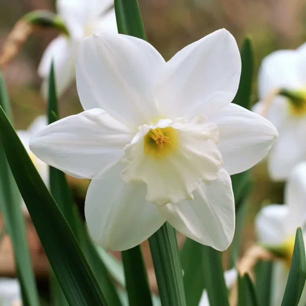 Narsissi 'Lady Madonna'