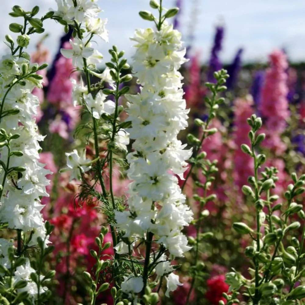 Kesäkukonkannus 'White King' – valkoinen