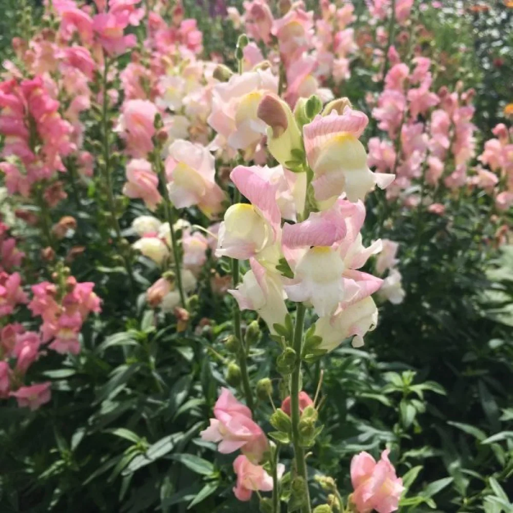 Leijonankita 'Appleblossom'