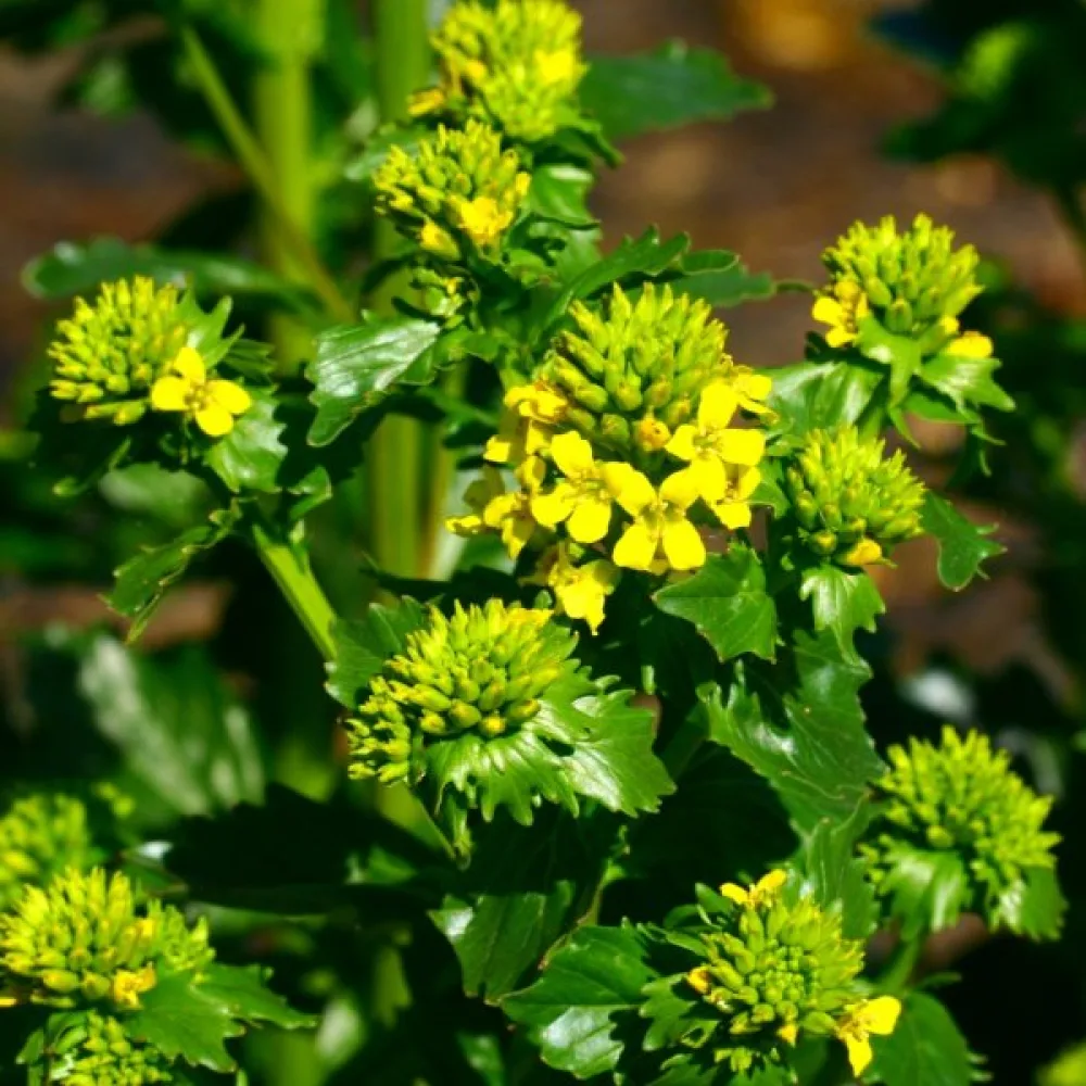 Peltokanankaali Barbarea vulgaris