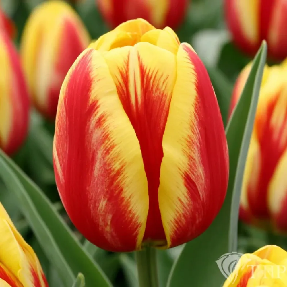 Tulppaani 'Washington'