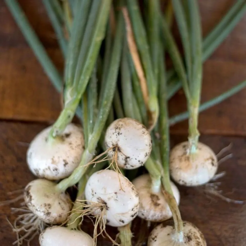 Ruokasipuli 'Bianca di Maggio'